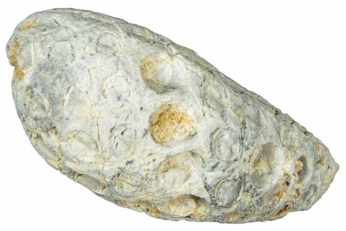 Fossil Cycadophyte Seed Cone - Boujdour, Morocco #325313